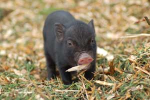Micropig