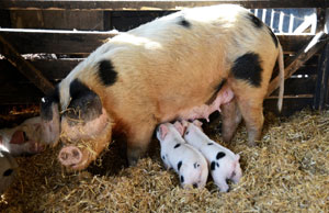 piggies lunching