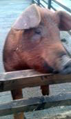 Micropig