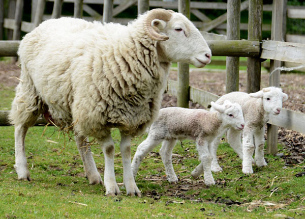 animal park Louth