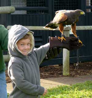 Harris hawk with Connor