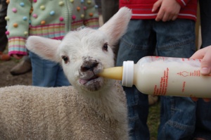 feeding the lambs
